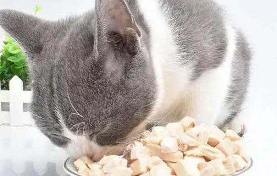 貓咪還沒生完不生怎么辦