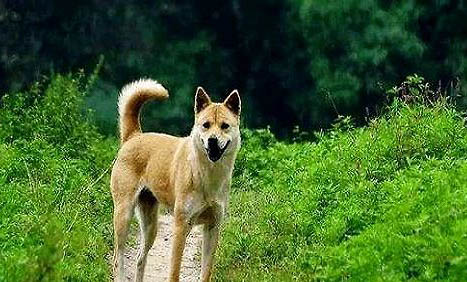 土狗幼犬的挑選口訣