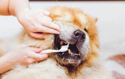 狗狗為什么會喘氣