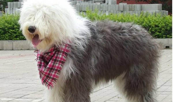 英國古代牧羊犬受傷怎么處理傷口