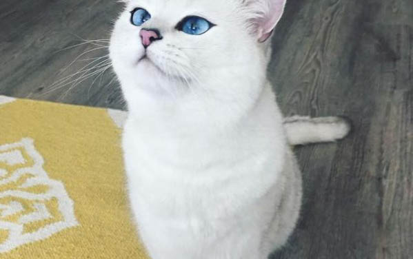 貓能不能吃人吃的東西