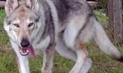 捷克狼犬可以在城市養嗎