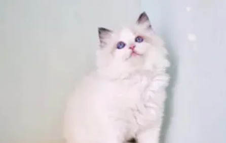 湯姆是什么品種的貓