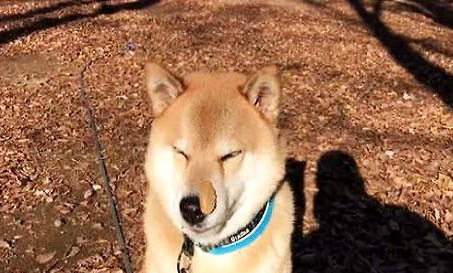 3個月小柴犬多少錢一只