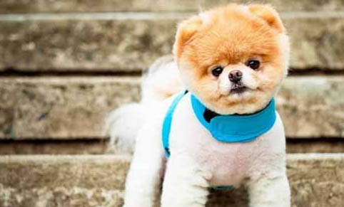 博美犬哪里有賣