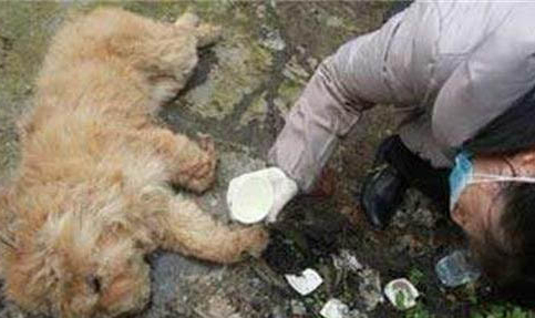 狗狗反復咳嗽怎么治療