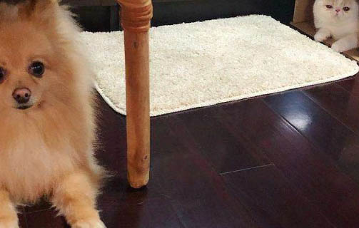 狗幾個月算成年