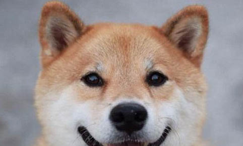 溫州哪里有柴犬賣