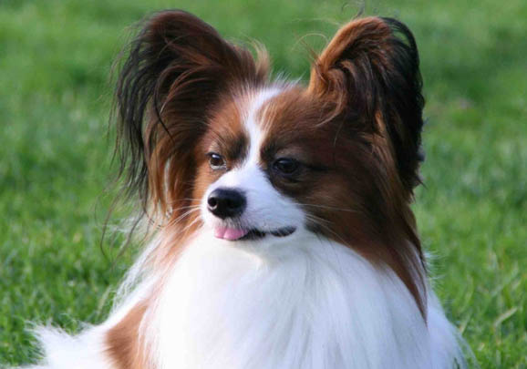 蝴蝶犬最多能長多大