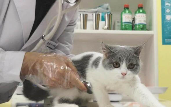 小貓咪可以吃圣女果嗎