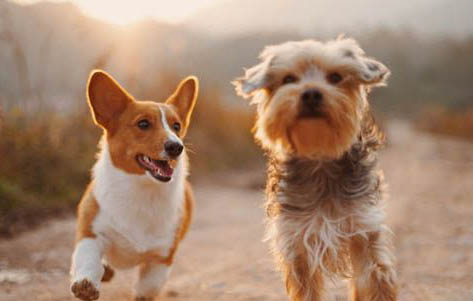 狗狗如何預防犬瘟熱?