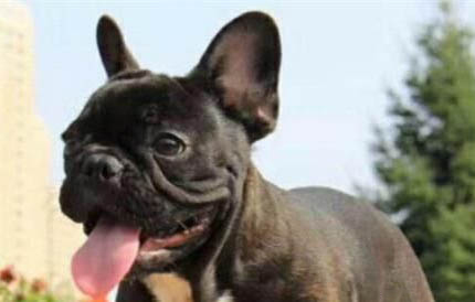 如何挑選純種英國斗牛犬