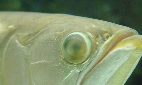 銀龍魚(yú)如何對(duì)付