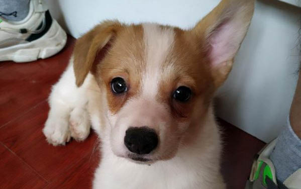 挑選幼犬需要注意什么