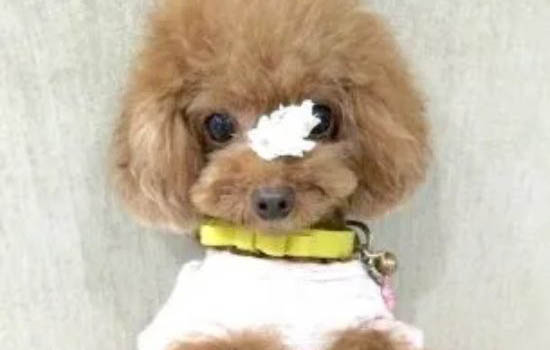 貴賓犬冠狀病毒愈后注意事項
