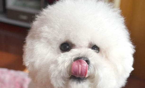 狗狗能吃石榴果嗎
