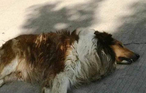 狗狗肚子有水聲特別大