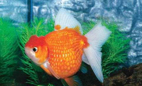 怎么給蘭壽金魚換水