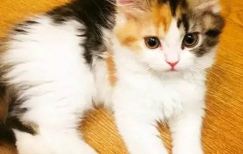 為什么三花貓不能養？