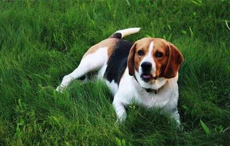 川東獵犬幼犬哪里有賣