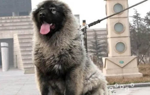 狗狗室外睡覺如何驅蚊