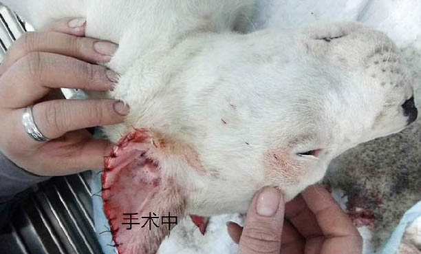 杜高犬脾臟大的原因及處理方法
