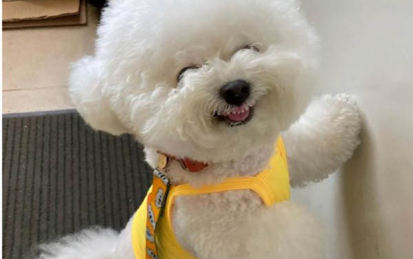 挪威獵麋犬的壽命一般是多久