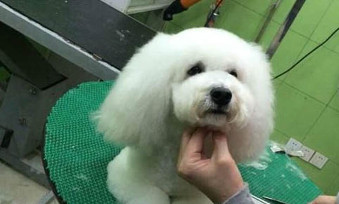 狗狗驅蟲藥哪個好