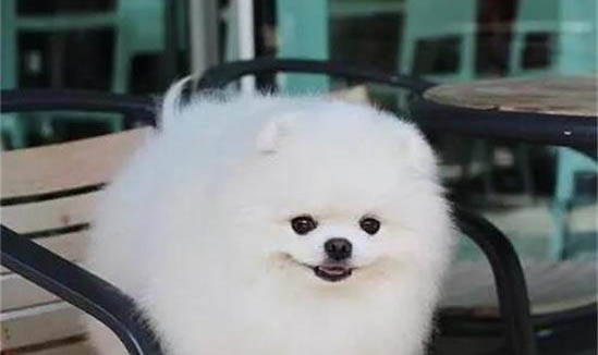 大型犬都有哪些品種？