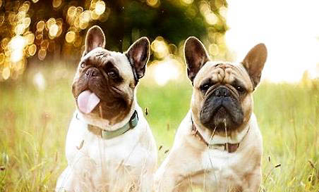 法國斗牛犬坐著睡覺的原因