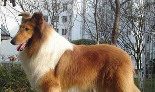 狗狗常見的皮膚病的處理方法是什么