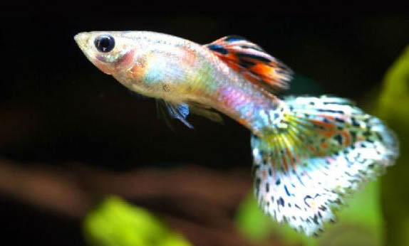 小孔雀魚可以曬太陽嗎