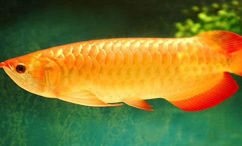 草缸能養(yǎng)龍魚嗎？