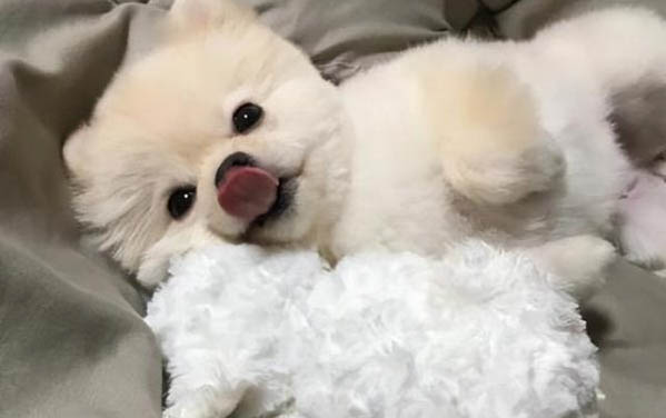 小狗有哪些品種