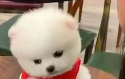 為什么狗狗吃飯會吐