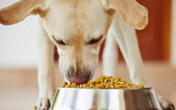 分娩前后種母狗的飼養與管理