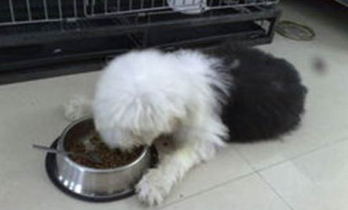哪種大型犬最適合家養(yǎng)？