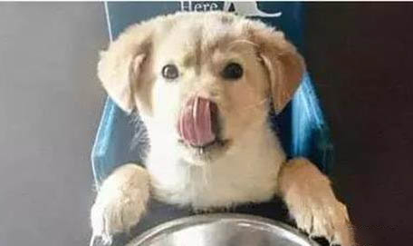 狗為什么會假孕