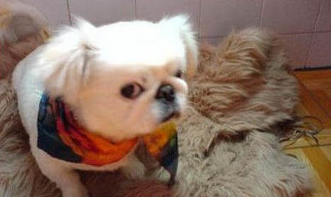京巴犬臨死癥狀有哪些
