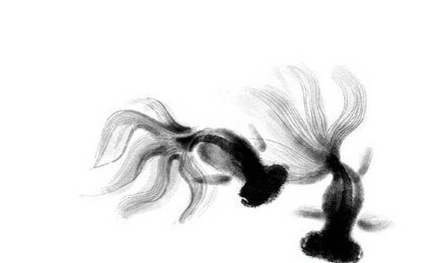 熱帶魚(yú)糧價(jià)格表