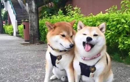 狗狗吃什么會拉肚子是怎么回事