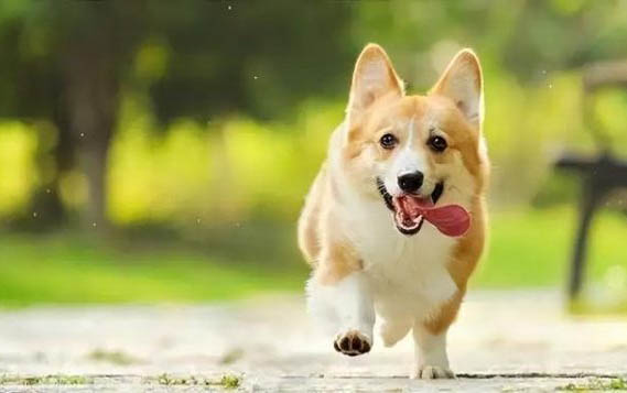 狗狗球蟲會打噴嚏嗎