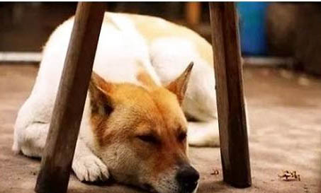 中華田園犬和柴犬區(qū)別