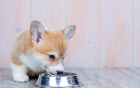 狗狗發燒嘔吐是犬瘟癥狀嗎?