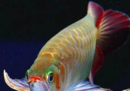 澳洲星點龍魚值得養么