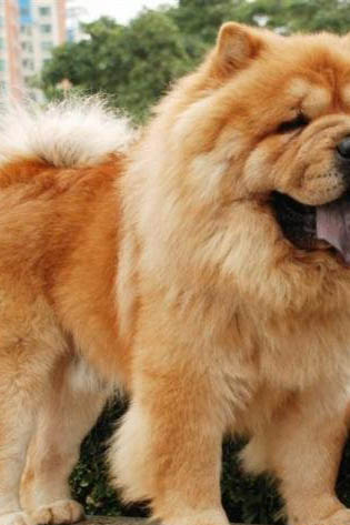 松獅犬皮膚病治療注意事項(xiàng)有哪些