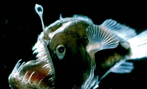 陶瓷魚缸古法養(yǎng)魚