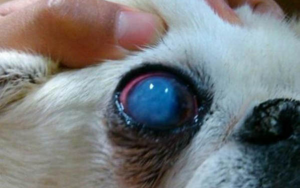 一個多月的狗狗可以驅蟲嗎