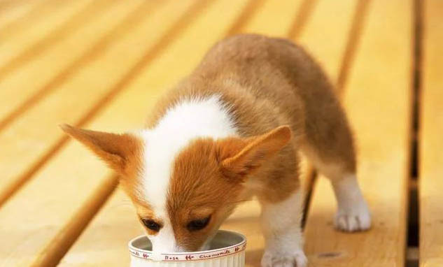 幼犬糧和成犬糧有什么區別