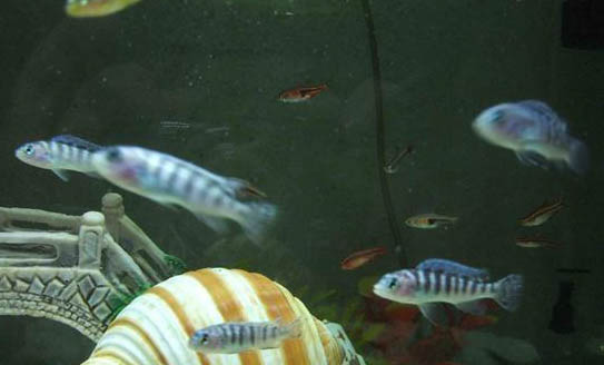 紅色觀賞魚有哪些品種？